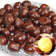 high quality hebei zunhua chestnut
